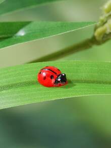 【花园装饰套装】50/20/10个不同尺寸树脂瓢虫摆件 - 适用于微缩景观、多肉植物盆栽、庭院及室内/室外场景 - 创意工艺品 - 彩色 - 查看 6
