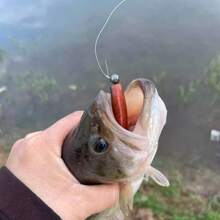 6厘米8克软饵，仿生鱼饵，路亚钓具，TPE材质，高弹性和抗撕裂性，适用于冰钓、微型鱼钓、淡水和海水垂钓 - 彩色 - 查看 6