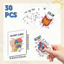 30pcs Human Anatomy System Study Cards - Medical Illustration Learning Guide Cards, Suitable For Medical Students, Doctors, Nurses - Medical Education Tool, With Detailed Labeled Anatomical Diagrams - Multicolor - View 3