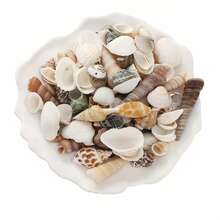 110克混合贝壳，包括贝壳、海螺、扇贝，可用于水族箱装饰、创意摄影道具和珠宝制作。 - A - 查看 7