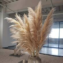 10/16 Bundles 100cm Large Fluffy Beige Pampas Grass, Soft Texture - Boho Farmhouse Dried Flowers Decor, Suitable For Wedding, Fall, Winter, Christmas, Halloween, Thanksgiving, Party And Home Decoration - Khaki - View 10