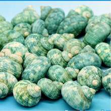 50克（1.76盎司）或150克（5.29盎司）美丽的蓝绿色贝壳，2-4厘米稀有贝壳，带有彩色条纹的收藏级贝壳，适合海洋主题水族箱装饰、微型景观装饰、工艺品、DIY项目等等！ - A - 查看 2