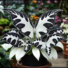 Live Plants - 1PCS - 查看 1