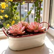 白色和红色椭圆形铁艺花盆，配有双提手和条纹装饰。椭圆形盆身搭配条纹纹理，双提手设计方便移动，整体风格简约而不失复古趣味。适合种植多肉植物、小型盆栽，兼具美观与实用性。 - 白色 - 查看 6