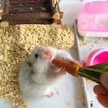 Conjunto de Brinquedos para Roer e Petiscos para Hamster: Pedras de Roer com Sabor de Cenoura e Morango, Petiscos de Grama Seca para Hamster (Decorativo e Funcional) - Laranja - Visão 3