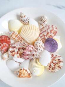 150g Natural Mixed Seashell Filler, White Tropical Seashells, DIY Craft Seashells, Beach Wedding Decor, Coastal Boho Decor, Seashell Decor