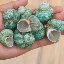 50克（1.76盎司）或150克（5.29盎司）美丽的蓝绿色贝壳，2-4厘米稀有贝壳，带有彩色条纹的收藏级贝壳，适合海洋主题水族箱装饰、微型景观装饰、工艺品、DIY项目等等！ - A - 查看 8