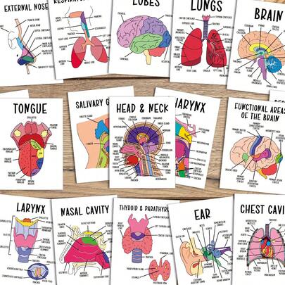 30pcs Human Anatomy System Study Cards - Medical Illustration Learning Guide Cards, Suitable For Medical Students, Doctors, Nurses - Medical Education Tool, With Detailed Labeled Anatomical Diagrams