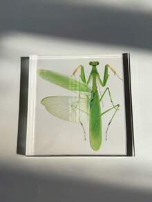 1 Mô hình bọ ngựa cỡ lớn (10CM) trong suốt, mẫu vật côn trùng bọ ngựa, mô hình động vật được bảo quản vĩnh viễn, đồ thủ công mỹ nghệ, in hình mẫu vật bọ ngựa chân thực nhất trong tự nhiên, mô hình côn trùng động thực vật hình vuông trong suốt màu hổ phách, đồ trang trí thủ công mỹ nghệ (Acrylic hai mặt) - bọ ngựa - Xem 12