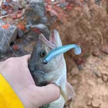 6厘米8克软饵，仿生鱼饵，路亚钓具，TPE材质，高弹性和抗撕裂性，适用于冰钓、微型鱼钓、淡水和海水垂钓 - 彩色 - 查看 4