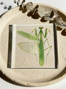 1 Mô hình bọ ngựa cỡ lớn (10CM) trong suốt, mẫu vật côn trùng bọ ngựa, mô hình động vật được bảo quản vĩnh viễn, đồ thủ công mỹ nghệ, in hình mẫu vật bọ ngựa chân thực nhất trong tự nhiên, mô hình côn trùng động thực vật hình vuông trong suốt màu hổ phách, đồ trang trí thủ công mỹ nghệ (Acrylic hai mặt) - bọ ngựa - Xem 8
