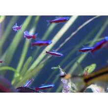 Aquarium Cleaners - As Pic - View 5