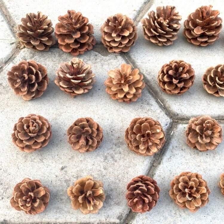 10片/20片/30片/40片装人造装饰干花、柠檬片、肉桂棒，适用于DIY手工工艺品、香薰、手工皂制作、节日装饰、客厅、卧室、办公室、咖啡厅等家居装饰 - 仿真盆栽裝飾(1件) - 查看 4