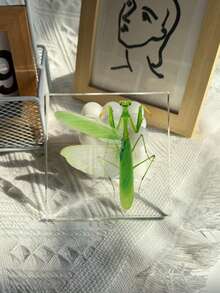 1 Mô hình bọ ngựa cỡ lớn (10CM) trong suốt, mẫu vật côn trùng bọ ngựa, mô hình động vật được bảo quản vĩnh viễn, đồ thủ công mỹ nghệ, in hình mẫu vật bọ ngựa chân thực nhất trong tự nhiên, mô hình côn trùng động thực vật hình vuông trong suốt màu hổ phách, đồ trang trí thủ công mỹ nghệ (Acrylic hai mặt) - bọ ngựa - Xem 3