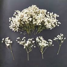 50pcs Natural Dried Flowers - Neutral Tones From Beige To Light Brown, Preserved Stems, Suitable For Wedding Decor, Flower Arranging, Resin Crafts, Home Decor - Durable Plant Material - Perfect For DIY Projects And Crafting, Rustic Multipurpose Craft Supply