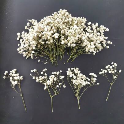 50pcs Natural Dried Flowers - Neutral Tones From Beige To Light Brown, Preserved Stems, Suitable For Wedding Decor, Flower Arranging, Resin Crafts, Home Decor - Durable Plant Material - Perfect For DIY Projects And Crafting, Rustic Multipurpose Craft Supply