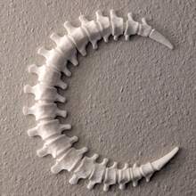 Gothic Anatomical Wall Decor, Featuring Spine & Moon Art, Inspired By Dark Academia Style, Suitable For Bedroom And Living Room As Sculptural Decoration - White - View 2