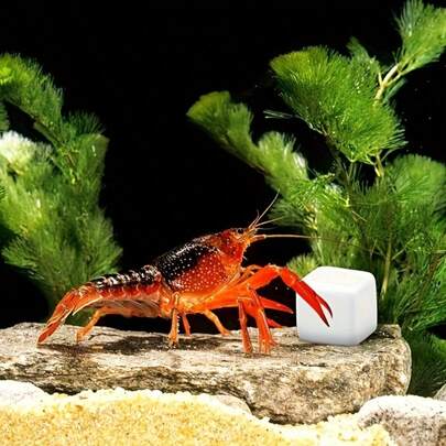 6pcs Natural Calcium Stones & Mineral Blocks - Calcium Carbonate, Smooth Edges Suitable For Shrimp, Hermit Crabs, Turtles, Snails, Frogs - Aquarium, Terrarium Decor - Healthy Shell Growth & PH Balance Calcium Supplement - Natural Mineral Decor, Reptile Habitat Design, Substrate