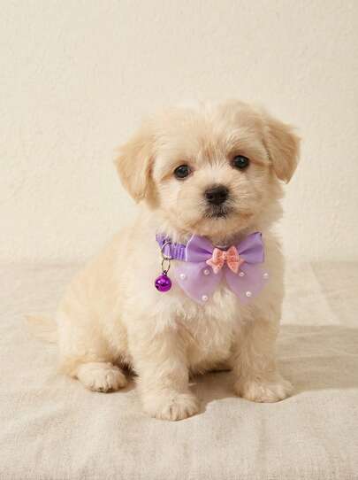 PETSIN 1 pieza o Set de 3 piezas Collar para mascotas con lazo brillante y campanilla, para uso diario - para gatos y perros