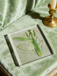 1 Mô hình bọ ngựa cỡ lớn (10CM) trong suốt, mẫu vật côn trùng bọ ngựa, mô hình động vật được bảo quản vĩnh viễn, đồ thủ công mỹ nghệ, in hình mẫu vật bọ ngựa chân thực nhất trong tự nhiên, mô hình côn trùng động thực vật hình vuông trong suốt màu hổ phách, đồ trang trí thủ công mỹ nghệ (Acrylic hai mặt) - bọ ngựa - Xem 9