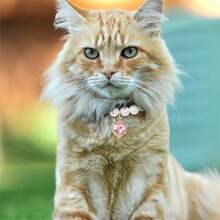 2pcs Elegant Pet Collar, Heart Rhinestone Pendant, Faux Pearl Dog/Cat Necklace, Suitable For Small/Medium/Large Pets, Daily Wear - Multicolor - View 7