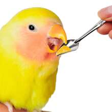 5 piezas Cuchara de alimentación de loro de acero inoxidable, cuchara para alimentar aves bebé con leche en polvo, plateado - Unitalla - Ver 12