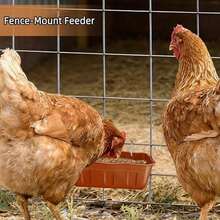 DallerSoode Chicken Feeder Waterer,Hanging Goat Feeders,Feed Trough 3.5 Quart 2 Pack,Hanging Fence Feed Trough For Poultry Livestock,Black - 1.3 Quart (3 Pack)-Terracotta - 查看 6