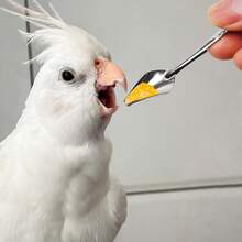 5 piezas Cuchara de alimentación de loro de acero inoxidable, cuchara para alimentar aves bebé con leche en polvo, plateado - Unitalla - Ver 11