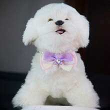 Heart Diamond Bear Pet Necklace Lace Bowknot Puppies And Kittens Bow Tie Collar Cute Prince Style Cat And Dog Decorative Accessories Cat Stuff Dog Collar - Multicolor - View 6