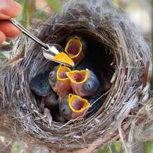 5 piezas Cuchara de alimentación de loro de acero inoxidable, cuchara para alimentar aves bebé con leche en polvo, plateado - Unitalla - Ver 7
