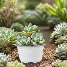 30pcs 4.7 Inch (Approx. 12cm) Plastic Succulent Planter Pots, With Drainage Holes, Suitable For Succulents, Pothos, Cacti And Other Small Plants/Flowers, White - White - View 3