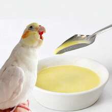 5 piezas Cuchara de alimentación de loro de acero inoxidable, cuchara para alimentar aves bebé con leche en polvo, plateado - Unitalla - Ver 5