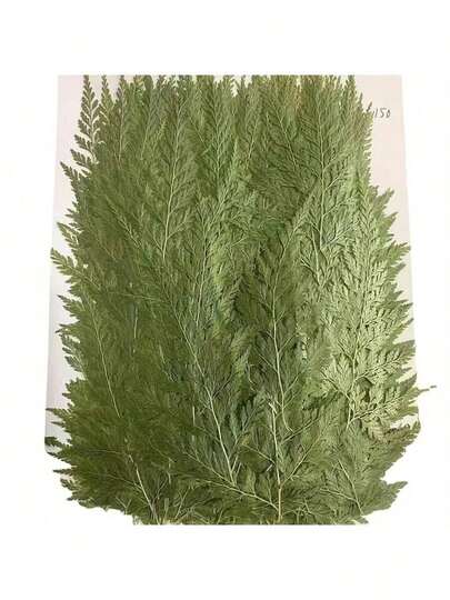 48 pezzi di fiori secchi pressati, foglie, felci, foglie verdi essiccate per decorazioni in resina, arte, matrimoni, fai da te, artigianato, cartoline, scrapbooking