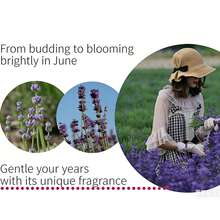 Lavender Fragrance Sachet, Aromatic Bag, Spice Sachet For Car, Wardrobe, Closet, Shoe Cabinet, Mild Scent - Violet Purple - View 4