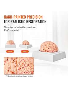 Human Brain Model Anatomy, 1:1 Life-Size 9-Part Human Brain Anatomical Model With Labels & Display Base, Detachable Brain Model For Science Research Teaching Learning Classroom Study Display - 彩色 - 查看 5
