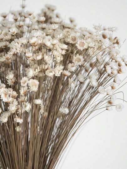30/60/100/200pcs Set, Natural Dried Flowers, Brazilian Chamomile Decorative Dried Flowers, Chamomile Bouquet, Suitable For Wedding Floral Decor, Home Decor, Valentine's Day Gifts