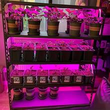 USB Powered LED Plant Growth Light, Indoor Potted Plant Supplementary Lighting, Desktop Seedling Grow Light, Green Plant Care - Purple - View 7