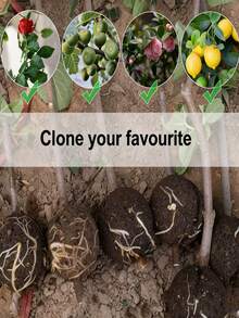 植物生根繁殖套装适用于植物学研究、植物生物生长观察、果树和植物繁殖，是必不可少的园艺工具。它们还包括专业的植物生根盒和嫁接球茎。