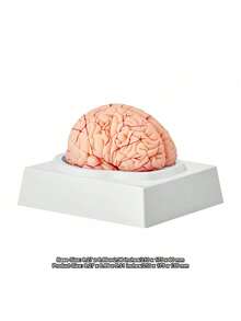 Human Brain Model Anatomy, 1:1 Life-Size 9-Part Human Brain Anatomical Model With Labels & Display Base, Detachable Brain Model For Science Research Teaching Learning Classroom Study Display - 彩色 - 查看 10