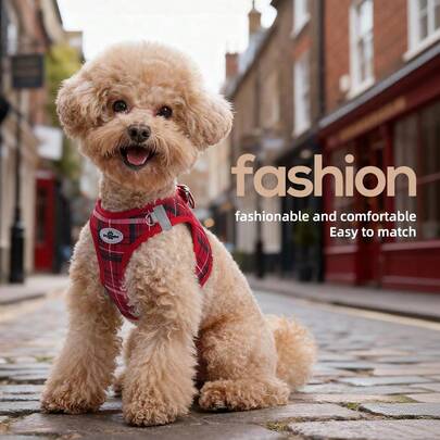 3件套狗狗牵引绳、项圈、胸背带套装，小型犬颈带项圈牵引绳套装，时尚狗狗户外服装，适合狗狗户外活动和摄影