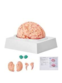 Human Brain Model Anatomy, 1:1 Life-Size 9-Part Human Brain Anatomical Model With Labels & Display Base, Detachable Brain Model For Science Research Teaching Learning Classroom Study Display - 彩色 - 查看 8