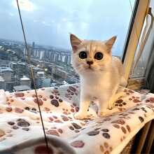 1 pieza Hamaca plegable para mascotas, cama para gato portátil con ventosa, hamaca colgante para balcón, alféizar de ventana, tomar el sol en todas las estaciones, accesorio esencial para propietarios de gatos - 13,78 * 21,65 pulgadas - Ver 9