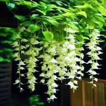 30 Semillas de Jazmín Llorón Blanco - Regalo Perfecto para Jardineros: Ideal para Cumpleaños, Bodas y Días Festivos. Fácil Cultivo en Interiores/Exteriores, Flores Fragantes y Decorativas. ¡Planta Semillas y Disfruta de un Jardín Elegante! - Multicolor - Ver 6