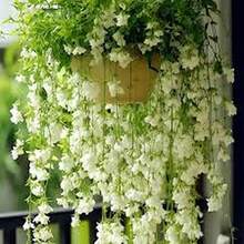 30 Semillas de Jazmín Llorón Blanco - Regalo Perfecto para Jardineros: Ideal para Cumpleaños, Bodas y Días Festivos. Fácil Cultivo en Interiores/Exteriores, Flores Fragantes y Decorativas. ¡Planta Semillas y Disfruta de un Jardín Elegante! - Multicolor - Ver 3