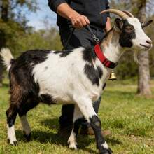 2 st justerbara djurhalsband med metallklocka, hög klocka, anti-loss, kopparklocka och nylonhalsband för små lantbruksdjur som kalvar, kor och små husdjur - Multifärgad - Visa 5