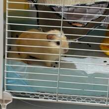 DJKFH Jaula Cobaya Jaula Conejo Jaula para Mascotas Pequeña Jaula para Mascotas Mejorada Ventilada Y Transpirable La Puerta r Se Puede Abrir con Caja De Agua Caja De Comida Bandeja Y - 734743cm - Ver 6