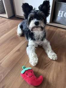 1个可爱辣椒造型发声宠物玩具 - 彩色 - 查看 3