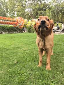 Tug-Of-War Interactive Toys, Durable And Teeth-Cleaning Chew Rope, Pet-Specific Chew Rope For Teeth Grinding, Pet Teeth-Cleaning Toys, Energy-Consuming Rope Toys, Anti-Destruction Toys, Dog Rope Toys, Durable Dog Toys, Dog Teeth-Cleaning Rope Knots - Multicolor - View 8