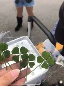 Transparent Four-Leaf Clover Postcard - This Is A Fully Transparent Blessing Card, Very Suitable For Use As A Bookmark And Decoration. It Is An Excellent Holiday Gift. Its Unique Four-Leaf Clover Shape Makes It Perfect For Carnival, St. Patrick's Day, And Birthday Gifts.