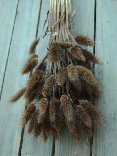 60/120/240pcs Bohemian Style Artificial Flowers - Natural Dried Bunny Tails Pampas Grass - Multi-Color, Dandelion Flowers - Home, Wedding, Office, Cafe Decor - Valentine's Day And Mother's Day Gifts